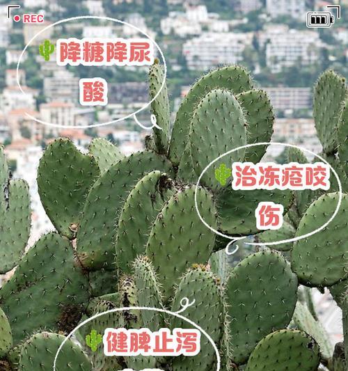 仙人掌出现黑点点是什么原因？如何处理仙人掌的黑点问题？