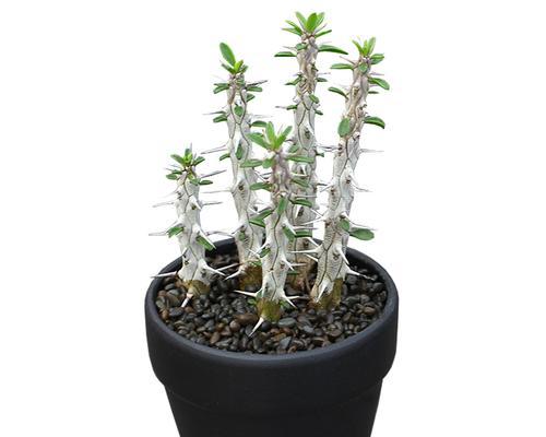 红鳞龙仙人掌的养殖方法有哪些？