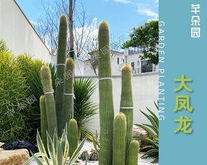 红鳞龙仙人掌的养殖方法有哪些？