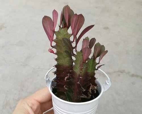 用铁桶种植仙人掌有什么好处？铁桶种植仙人掌的步骤是什么？