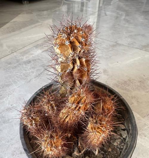 冰火彩草仙人球的养殖难度如何？