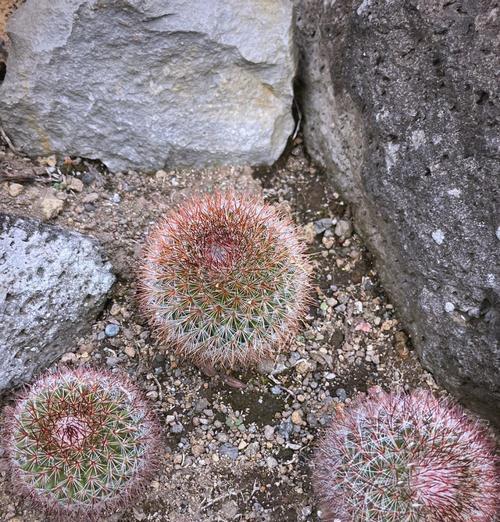 家里仙人球花养护和浇水的正确方法是什么？