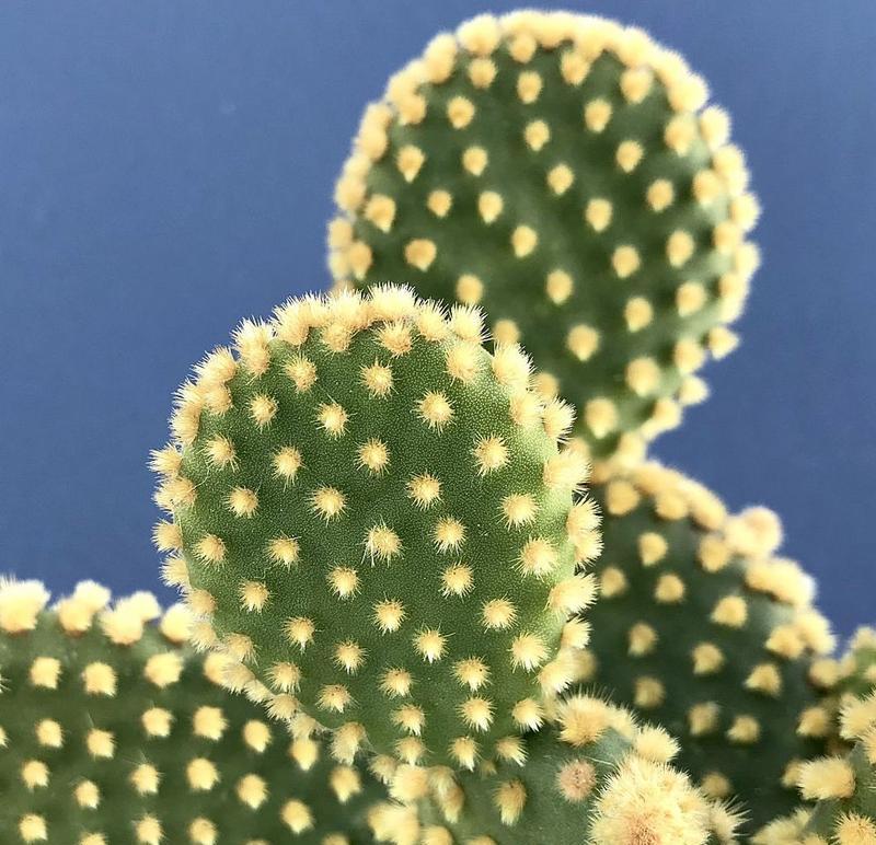 家里仙人球花养护和浇水的正确方法是什么？