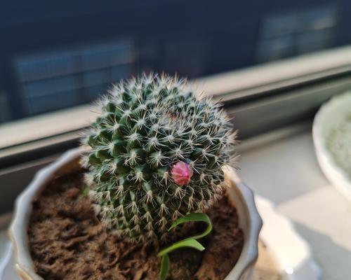 家里仙人球花养护和浇水的正确方法是什么？