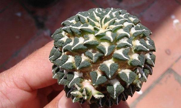黑牡丹仙人球频繁开花的原因是什么？
