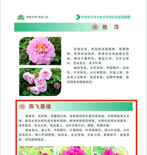 黑牡丹仙人球频繁开花的原因是什么？