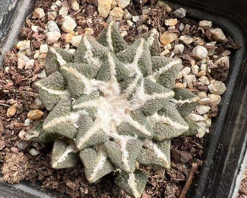 黑牡丹仙人球频繁开花的原因是什么？