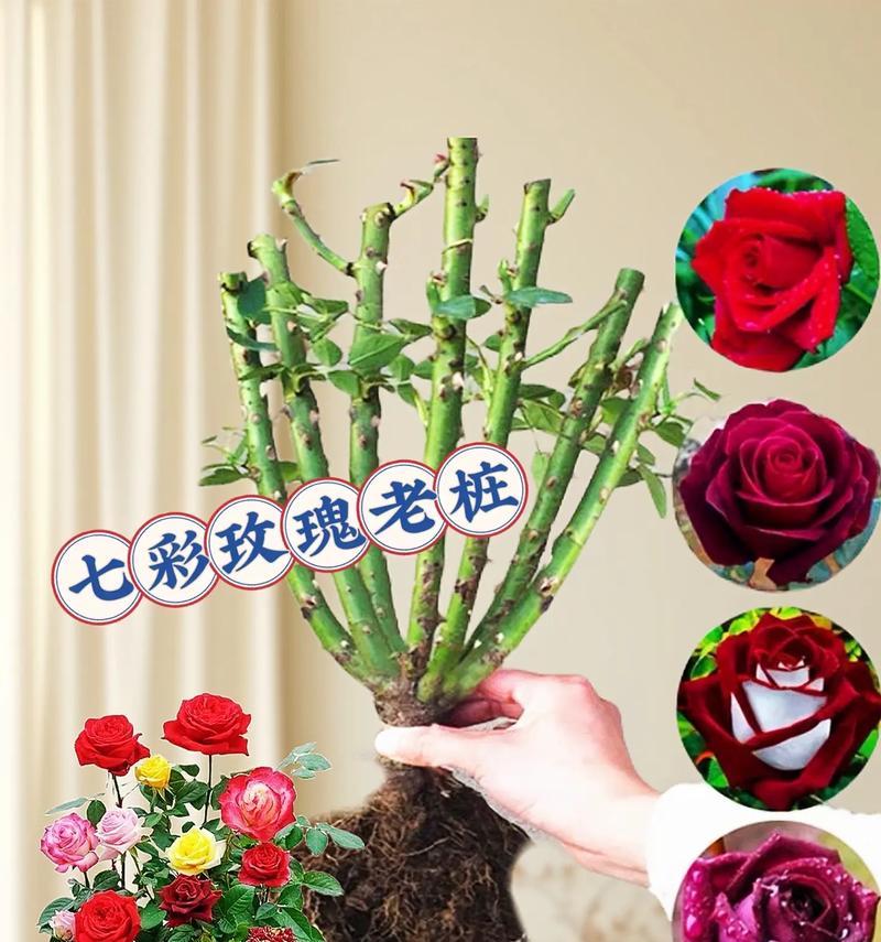 玫瑰花开花的条件和养护技巧是什么？