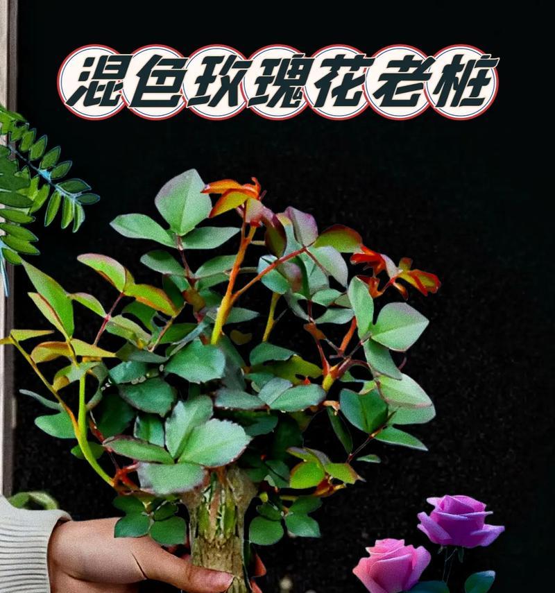 玫瑰花开花的条件和养护技巧是什么？