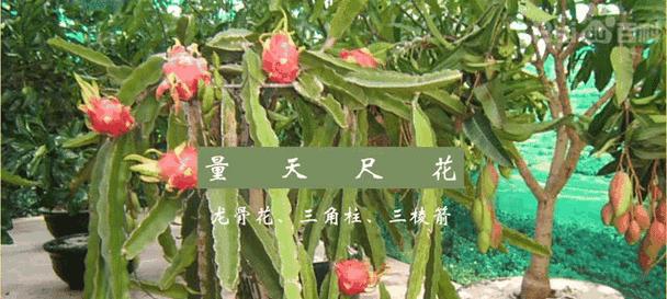 绿色植被仙人掌的养护技巧有哪些？