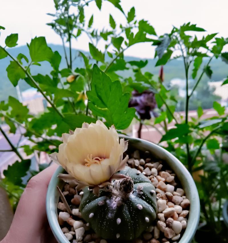 仙人球兜的白绒发黄应该怎么办？这是病害的征兆吗？