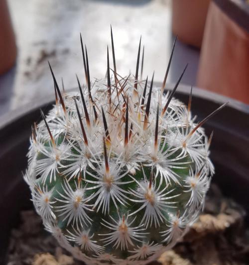 仙人球兜的白绒发黄应该怎么办？这是病害的征兆吗？