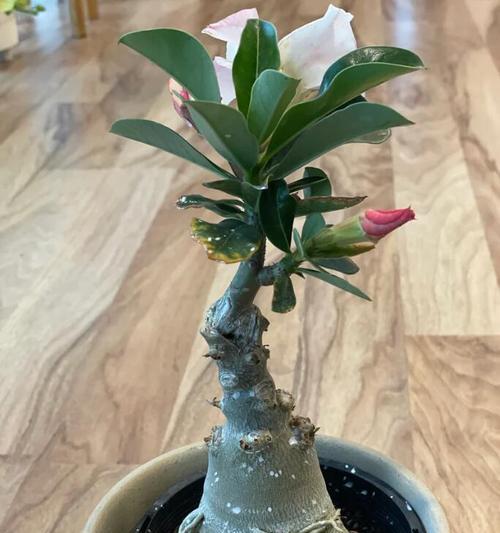 新买玫瑰花的正确浇水方法是什么？
