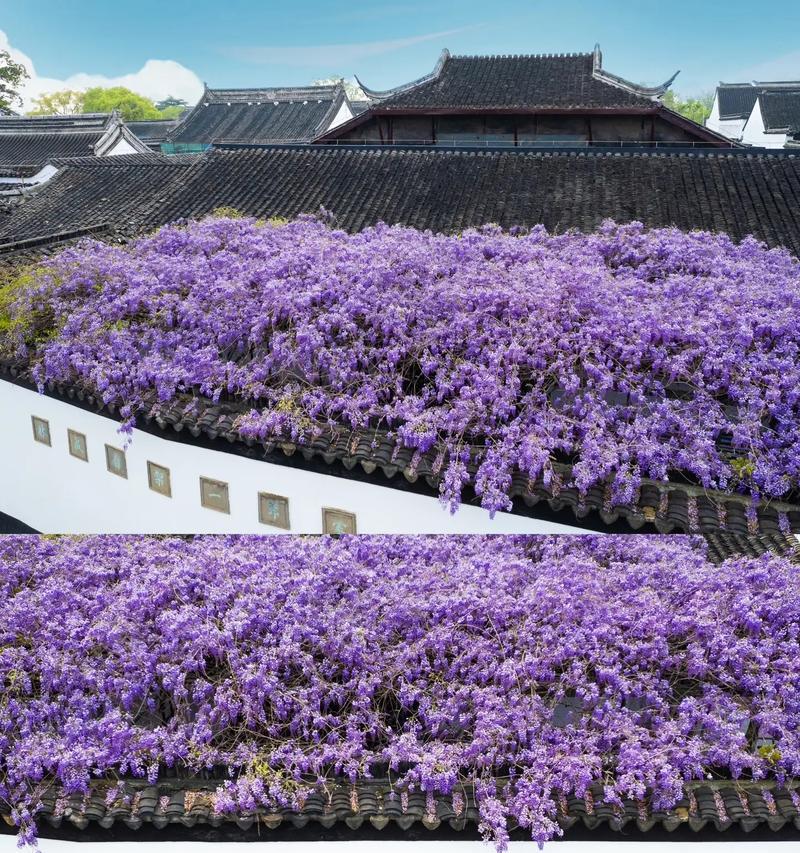 紫色玫瑰花藤的养护方法是什么？如何养好紫色玫瑰花藤？