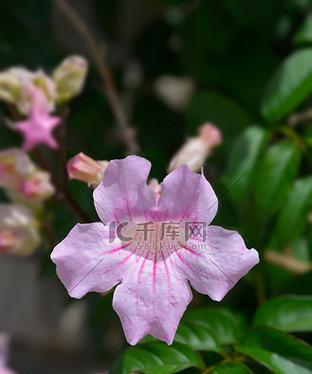 紫色玫瑰花藤的养护方法是什么？如何养好紫色玫瑰花藤？