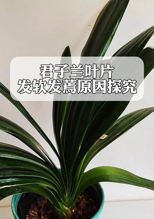 君子兰根部松动发黄如何处理？