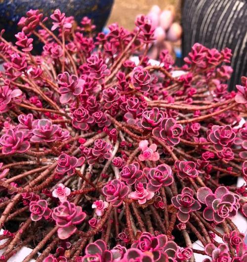 水培玫瑰花的种植步骤是什么？