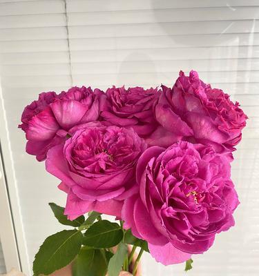 水培玫瑰花的种植步骤是什么？