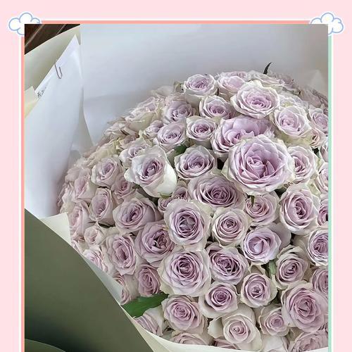 玫瑰花高傲品种的特征是什么？
