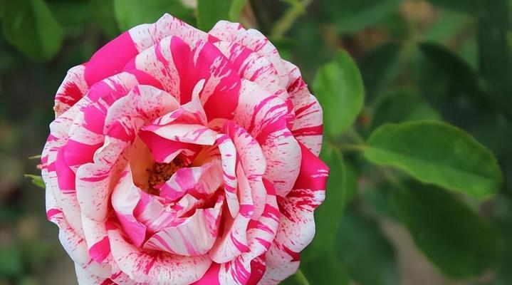 玫瑰花高傲品种的特征是什么？