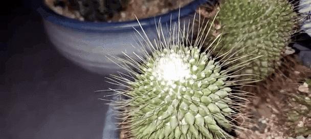 白色仙人球盆栽的养护要点有哪些？