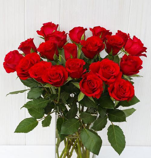 花瓶白色玫瑰花怎么养？保持花期长的秘诀是什么？