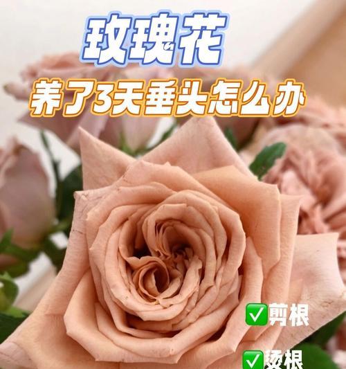 花瓶白色玫瑰花怎么养？保持花期长的秘诀是什么？