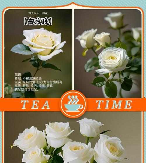 花瓶白色玫瑰花怎么养？保持花期长的秘诀是什么？