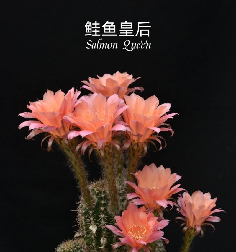 彩草黄花仙人球如何养护才能开花？需要哪些条件？