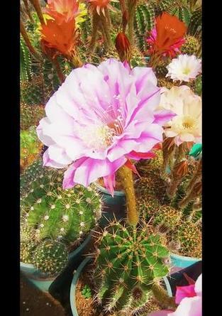 彩草黄花仙人球如何养护才能开花？需要哪些条件？