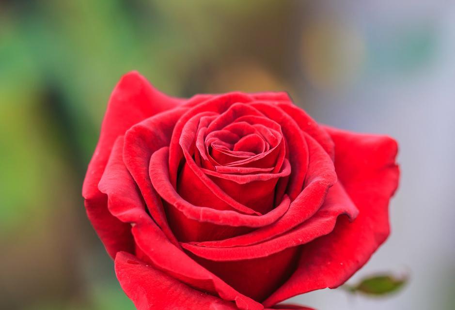 假玫瑰花怎么修剪？如何保持假玫瑰花的美观？