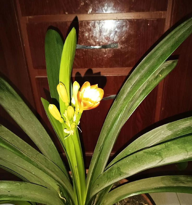 君子兰开花前的特征是什么？