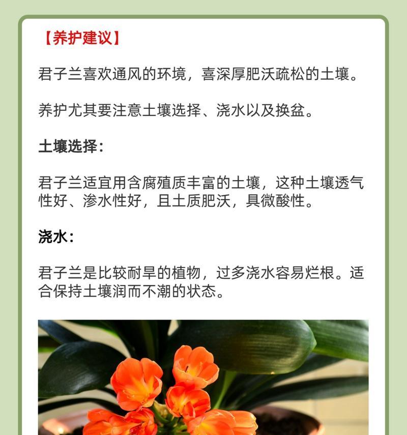 君子兰开花前的特征是什么？
