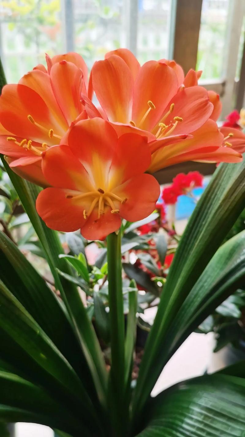 君子兰开花前的特征是什么？