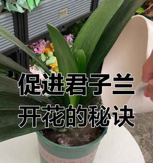 君子兰开花需要哪些条件？