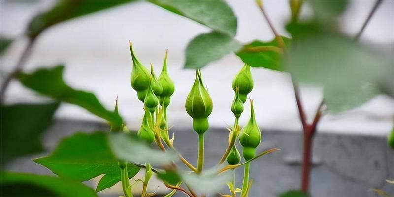 君子兰孕蕾后多久开花？