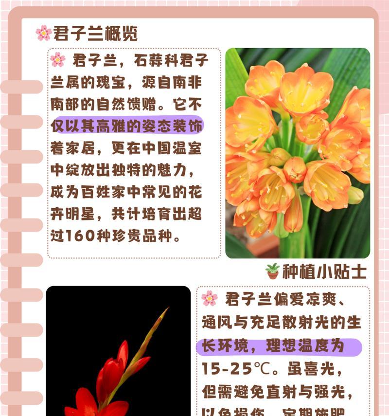 君子兰孕蕾后多久开花？