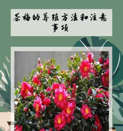小牡丹仙人球的养护和浇水方法是什么？