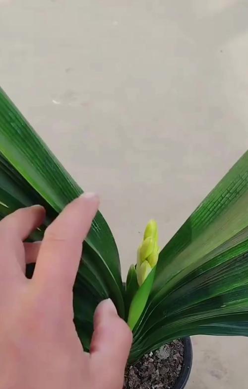 君子兰坏根后如何继续养护？