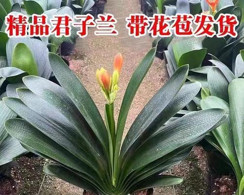 君子兰各品种花期差异的详细解释是什么？