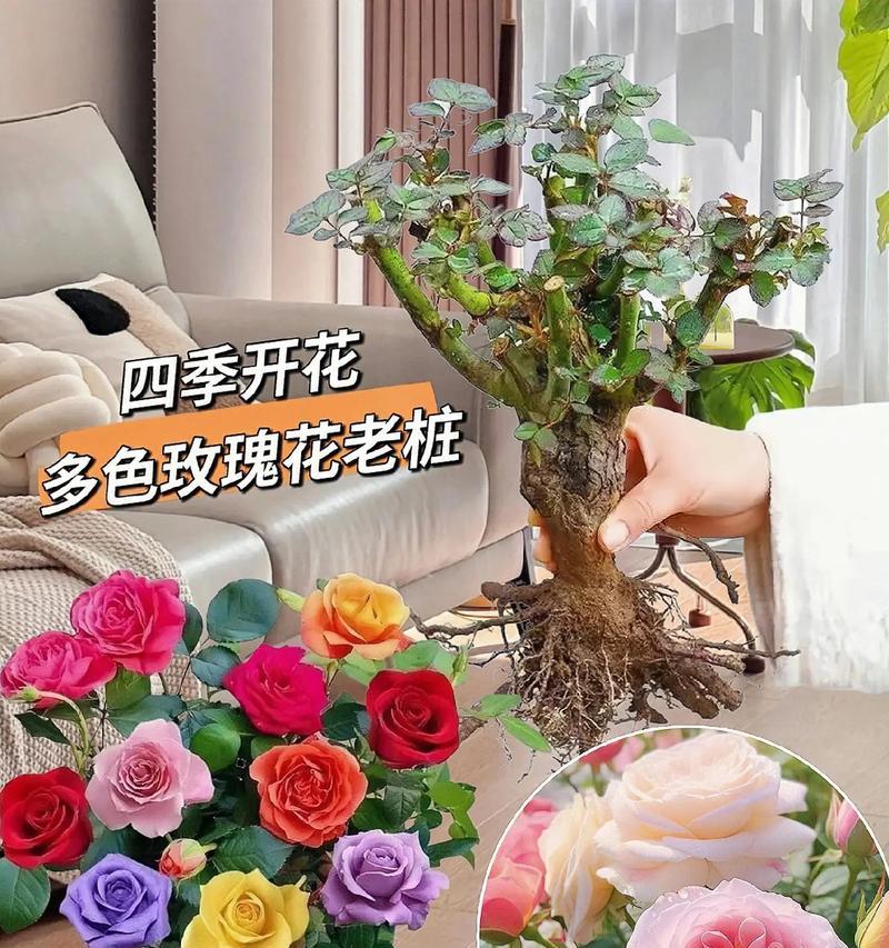 阳台种植玫瑰花需要注意什么？
