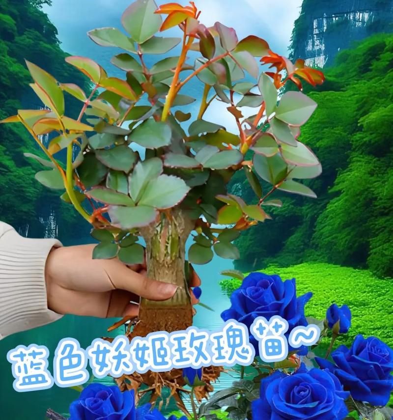 阳台种植玫瑰花需要注意什么？
