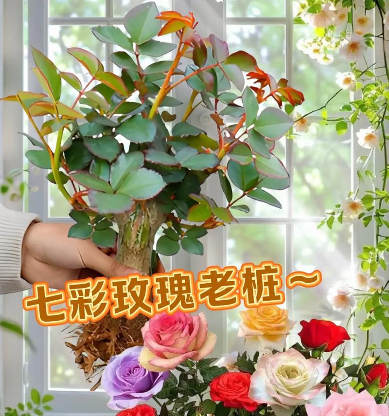 阳台种植玫瑰花需要注意什么？