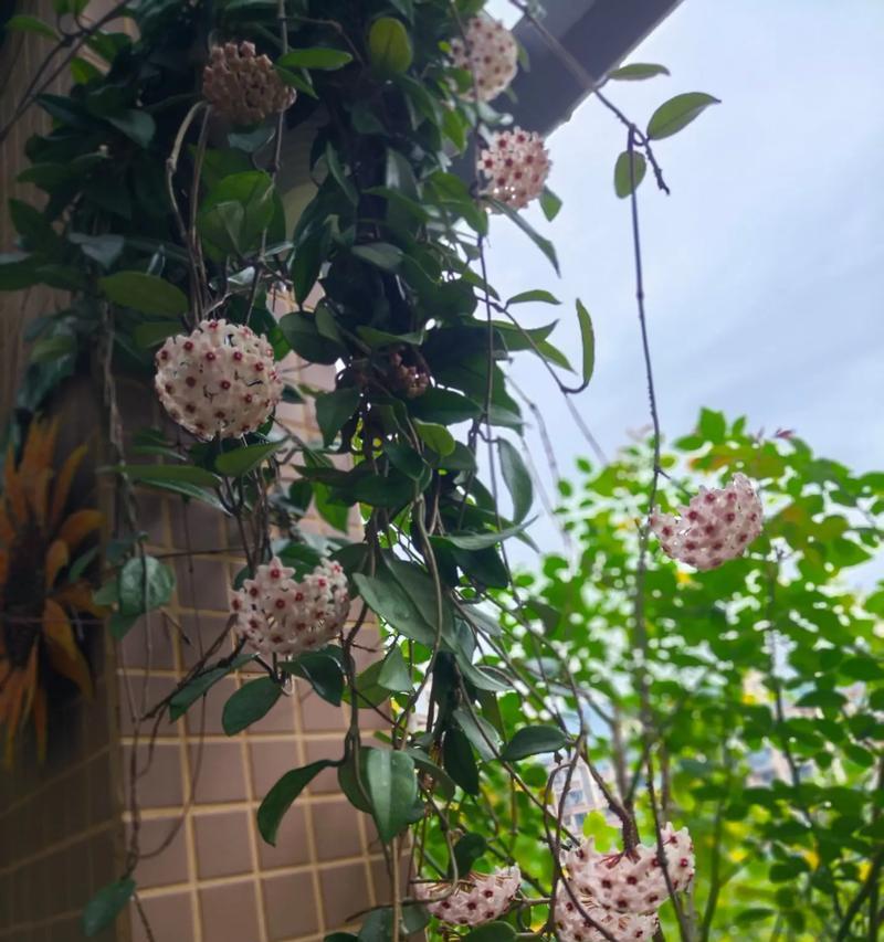 君子兰僵苗很久不开花怎么办？有哪些促进开花的技巧？