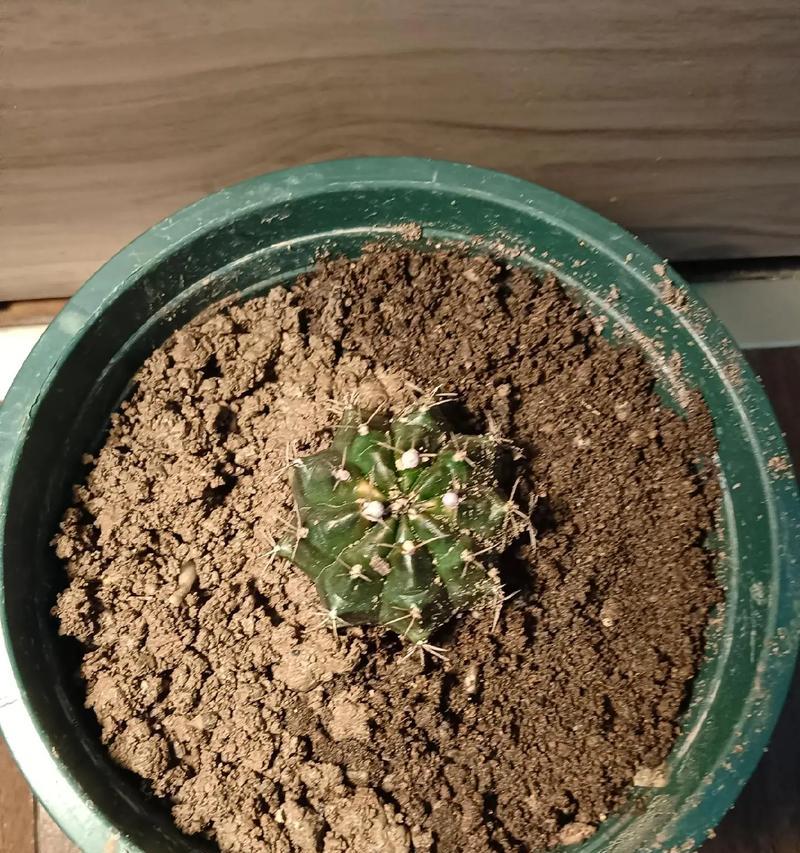 仙人球断根后如何正确种植？