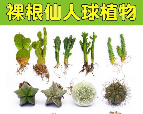 盆栽仙人球能耐多低的温度？冬季养护有哪些技巧？