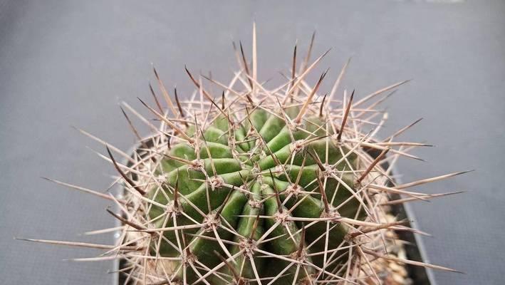 盆栽仙人球能耐多低的温度？冬季养护有哪些技巧？