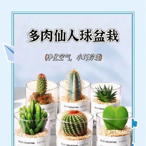 盆栽仙人球能耐多低的温度？冬季养护有哪些技巧？