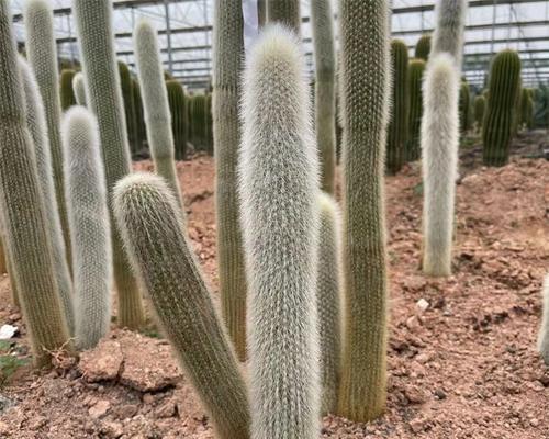 种圆柱仙人掌的种植方法是什么？