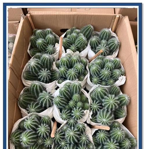 仙人球各部分特征有哪些？